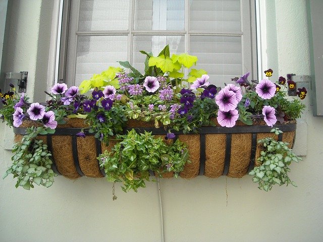 Window Box garden